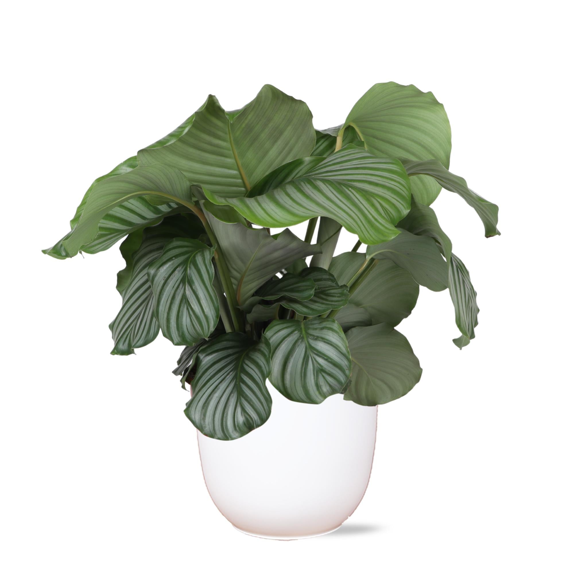 Calathea Orbifolia Ø21cm - ↕70cm im Boule WHITE-Topf