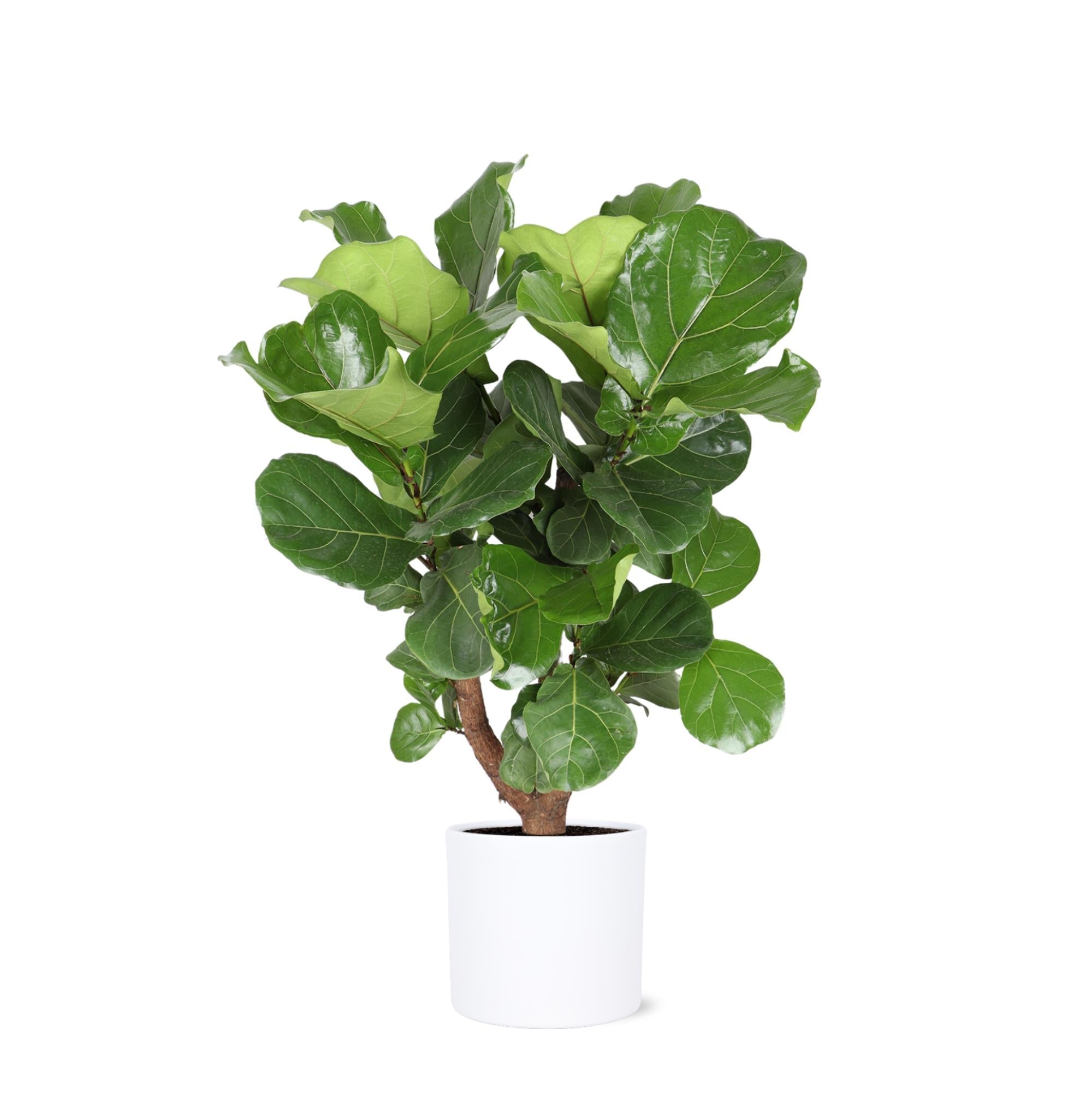 Ficus Lyrata (verzweigt) Ø24cm ↕110cm im Era WHITE Topf