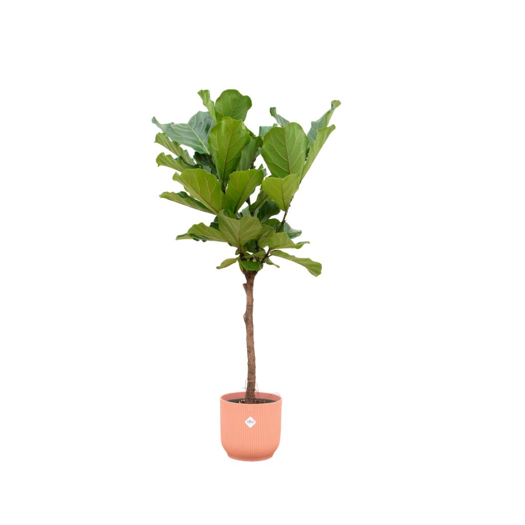 Ficus Lyrata-Stamm inklusive elho Vibes Fold Round rosa – 160 cm – Ø30