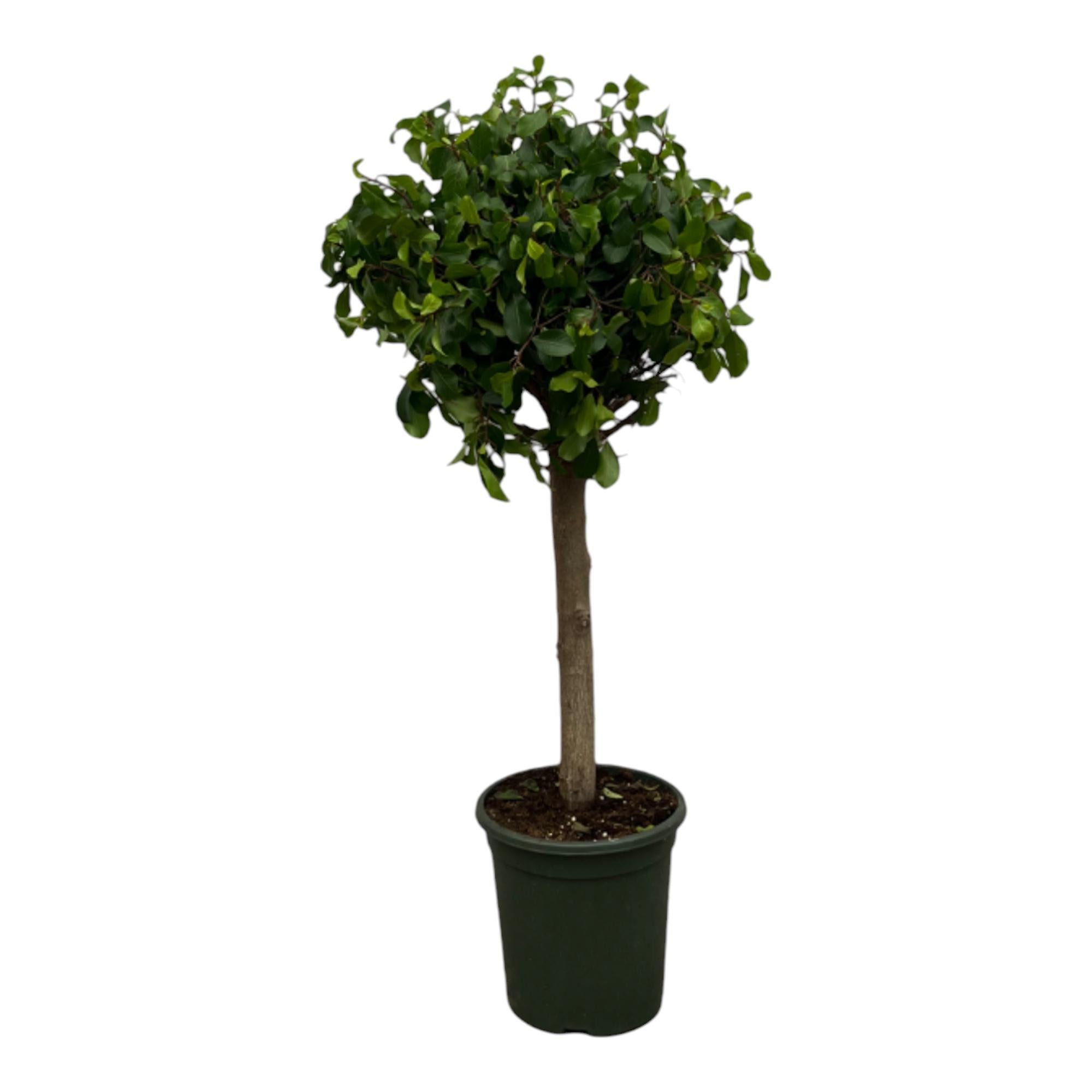 Ficus Nitida (Moclame) Stamm – 120 cm – Ø33 cm