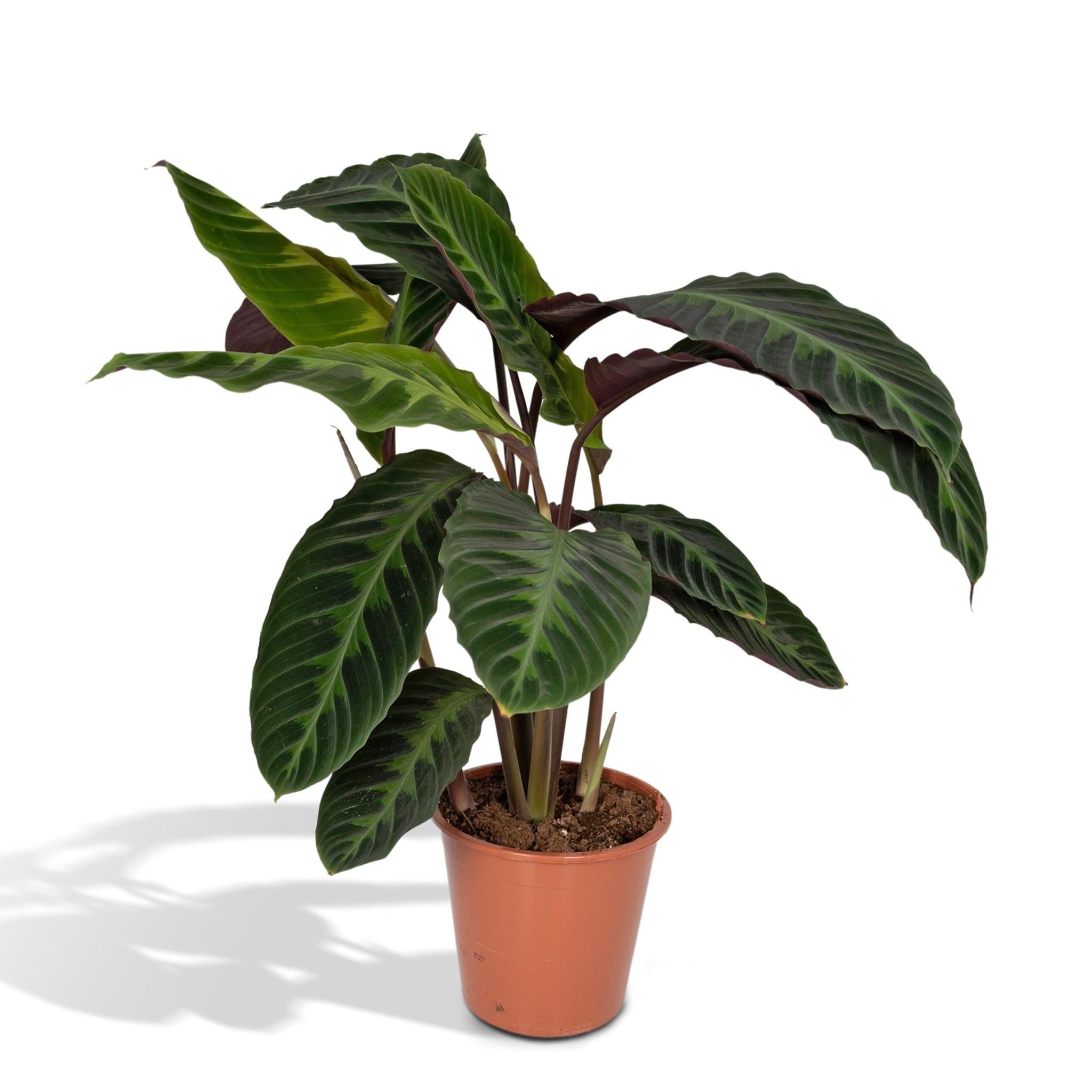 Calathea Warscewiczii – Pfauenpflanze – 70 cm – Ø19