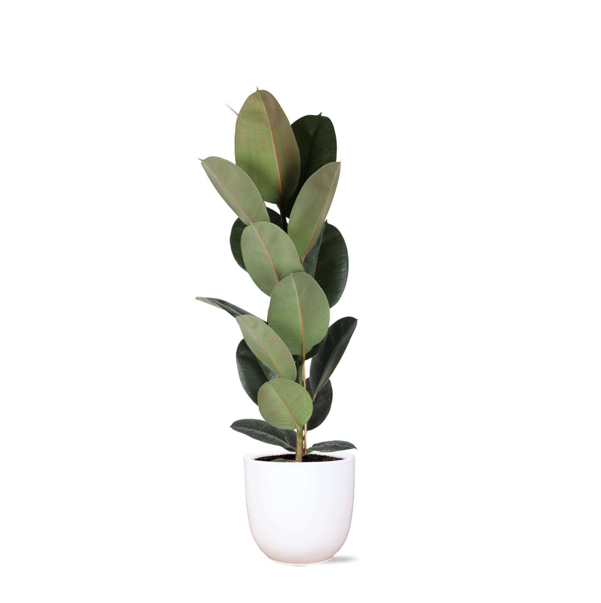 Ficus Elastica Robusta – Ø21 cm – ↕90 cm im Boule WHITE-Topf