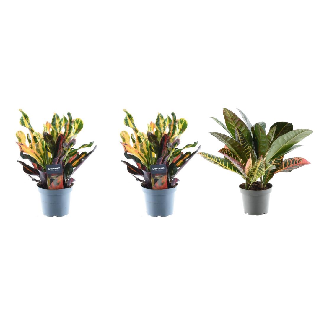 3x Croton Codiaeum-Mix - 30 cm - ø12 - Wunderstrauch