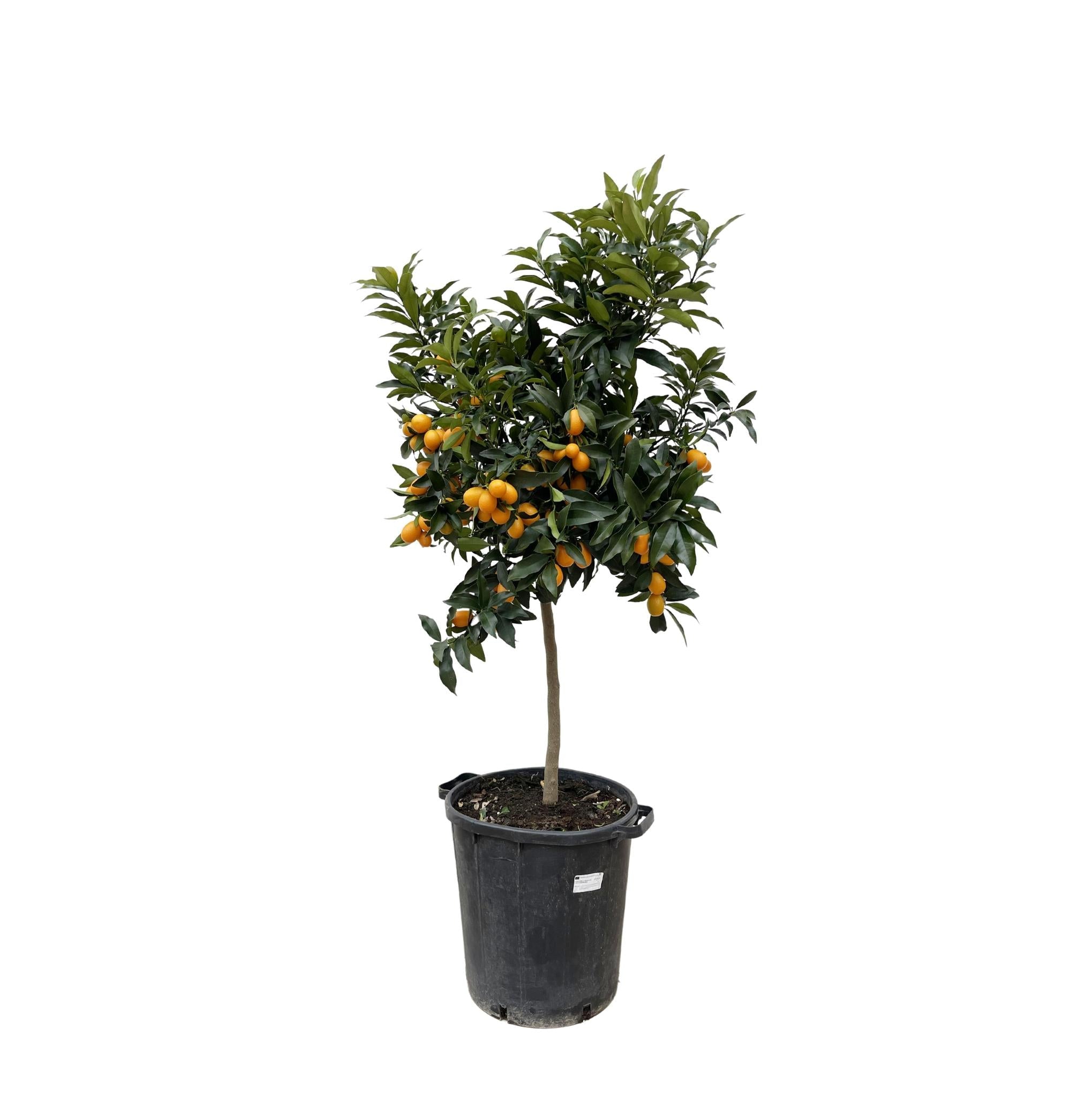 Zitrus-Kumquat – 150 cm – ø40