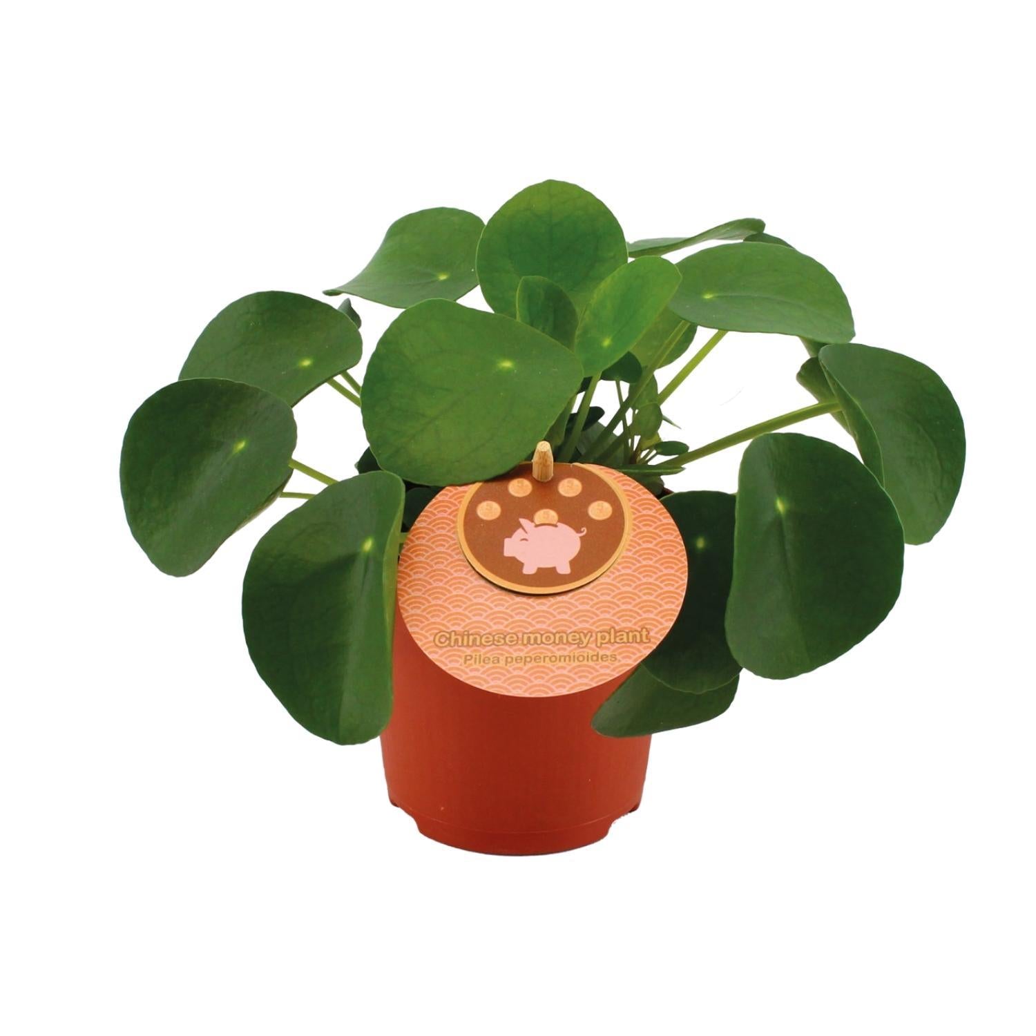 Pilea Peperomioides – Ø11cm – ↕15cm