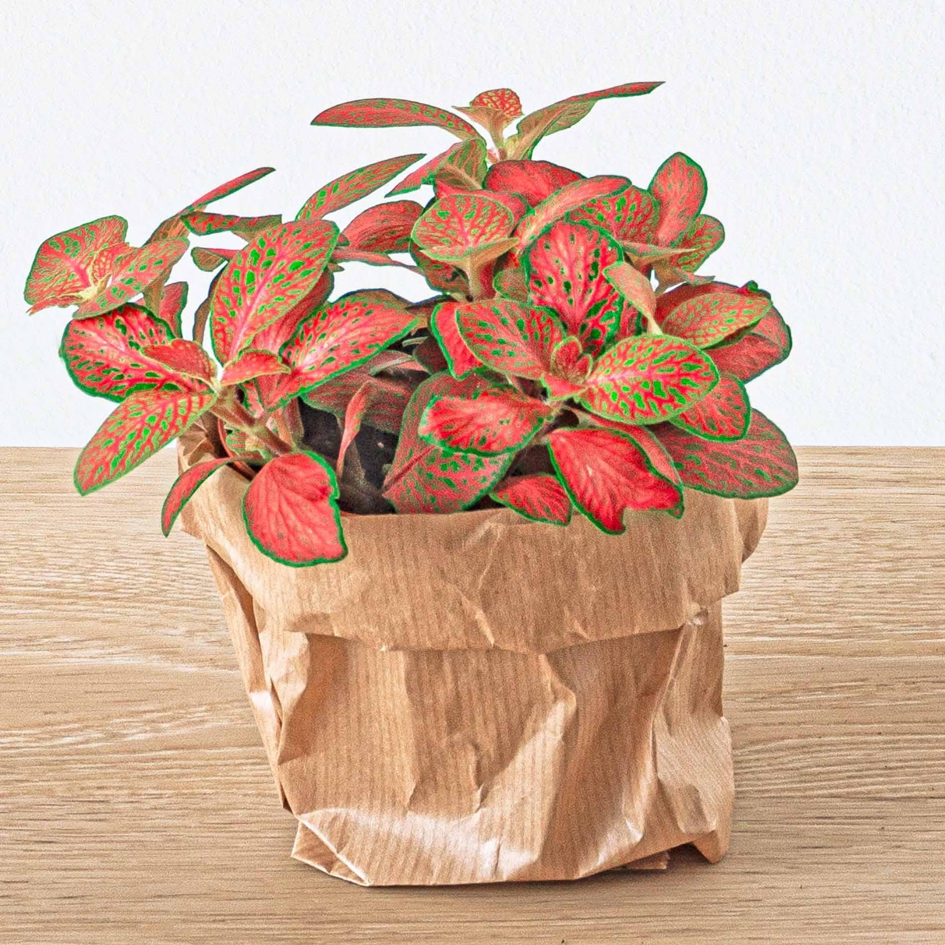 Fittonia Orange - Pink - Ruby Lime - Mosaikpflanze - Topfgröße 8