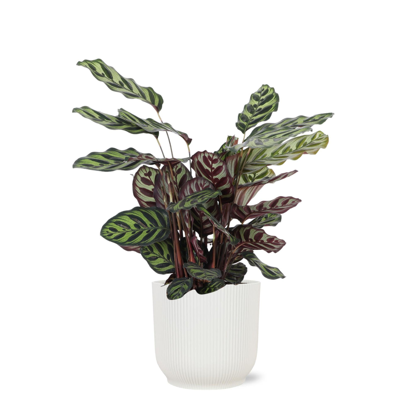 Calathea Makoyana Ø21cm - ↕70cm im Vibes WHITE Topf