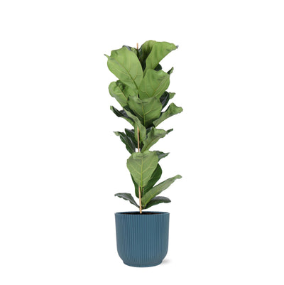 Ficus Lyrata – Ø21cm – ↕90cm im Vibes BLUE Topf