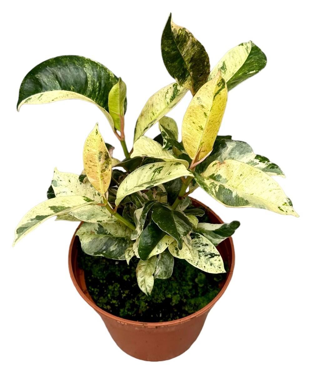 Ficus Moonshine Shivereana - Ø14cm - ↕30cm