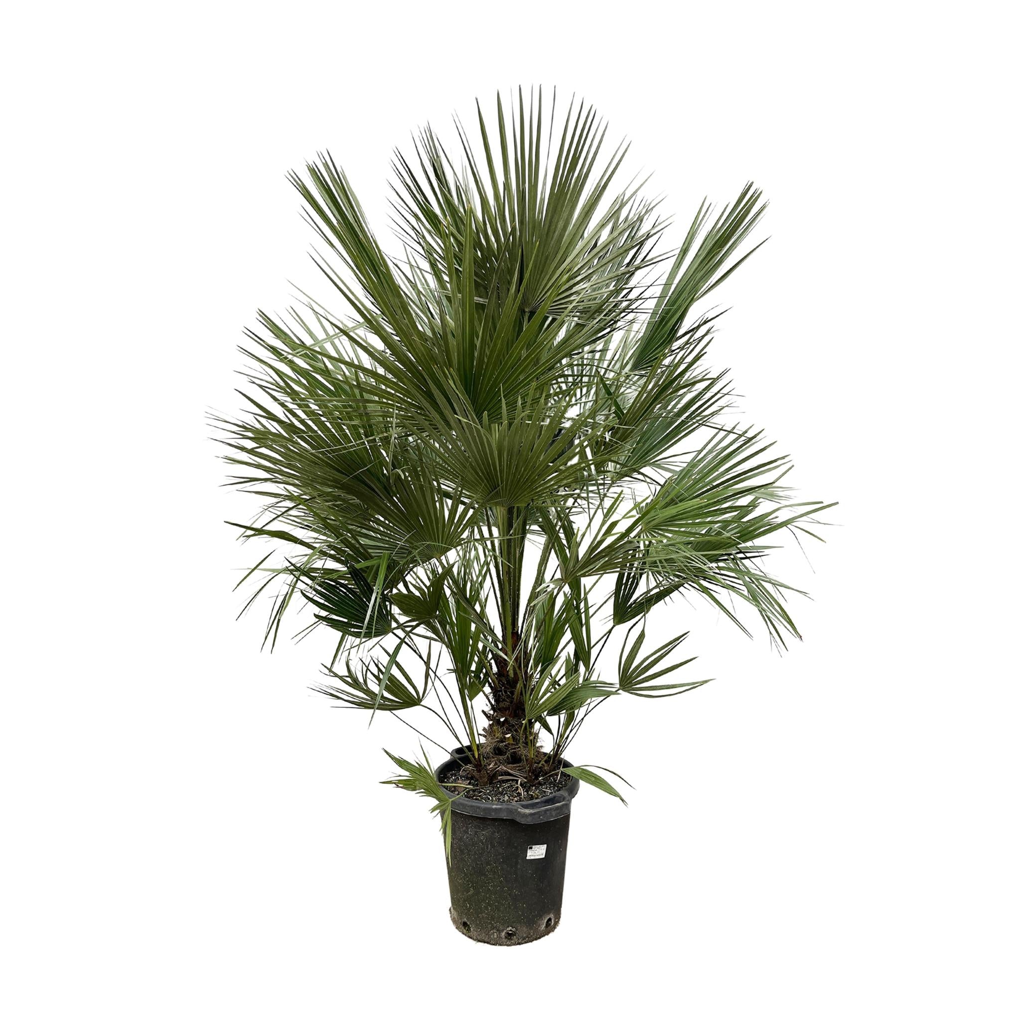 Chamaerops Humilis-Strauch – 200 cm – ø40