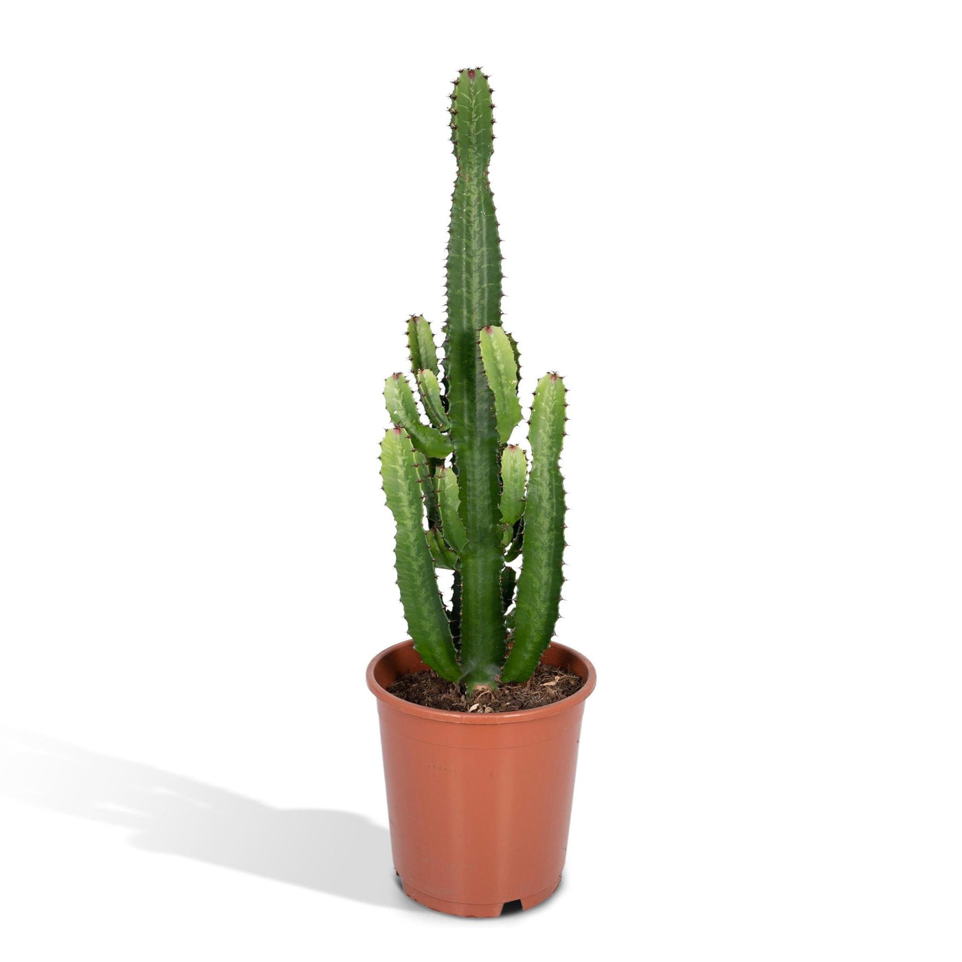 Euphorbia Acrurensis - Ø24 - ↨60cm - Wolfsmilch