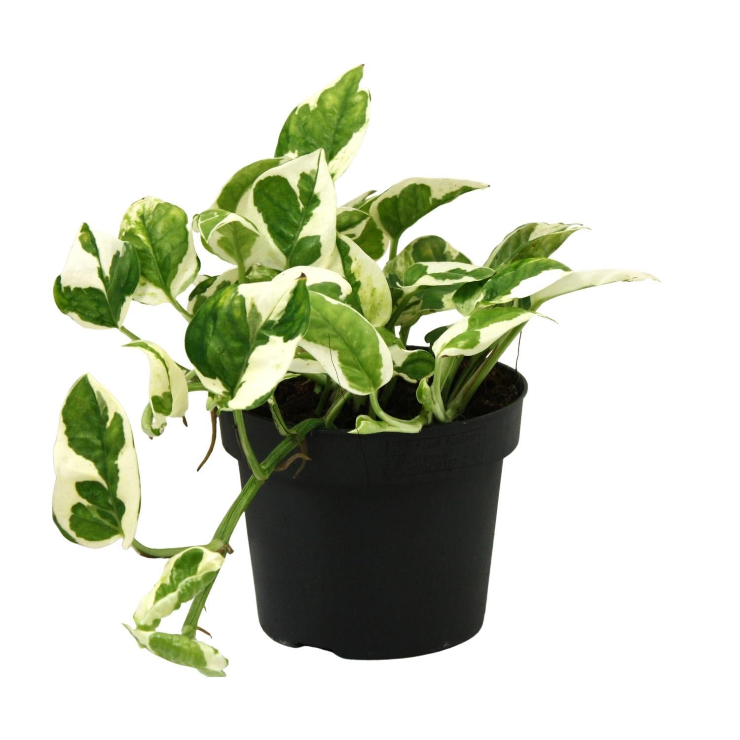 Scindapsus (Epipremnum) N'joy - Ø12cm - ↕15cm