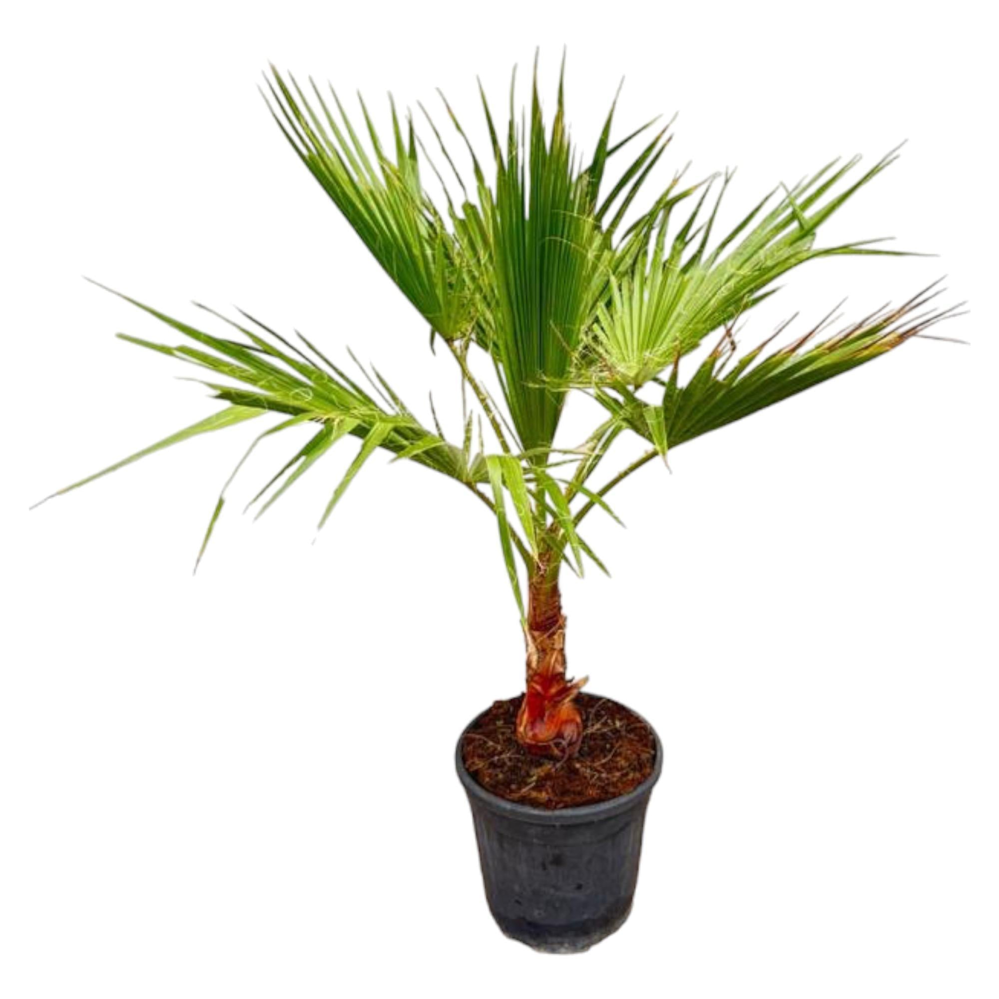 Washingtonia – 100 cm – Ø21 - Palme