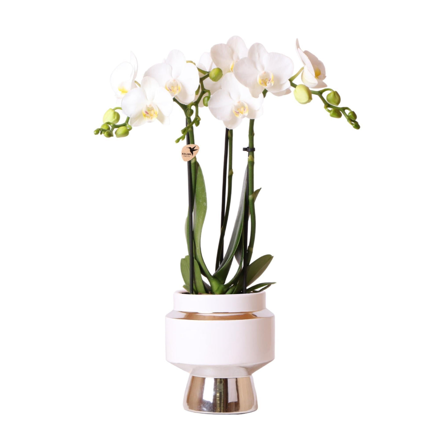 Kolibri-Orchideen | Weiße Phalaenopsis-Orchidee - Amabilis + Le Chic D