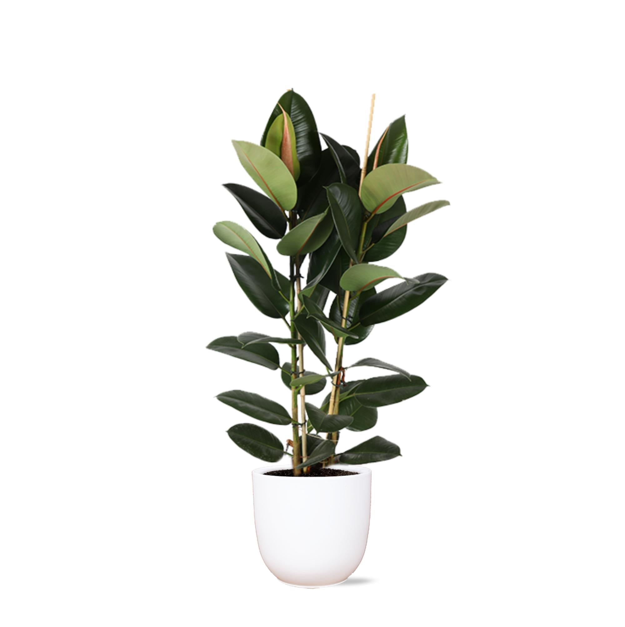 Ficus Elastica Robusta Ø24cm - ↕110cm im Boule WHITE-Topf