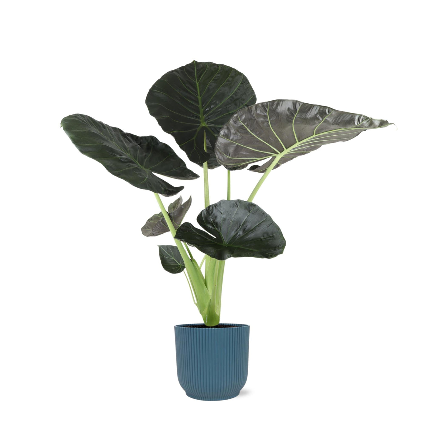 Alocasia Regal Shield Ø21cm - ↕100cm in Vibes im BLAUEN Topf