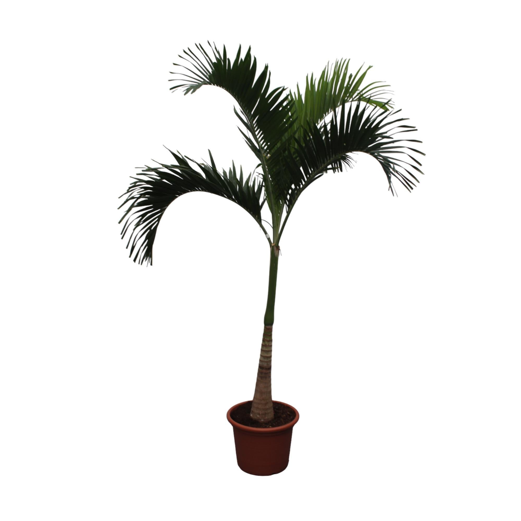 Veitchia Merrillii - 250 cm - ø50 - Palme