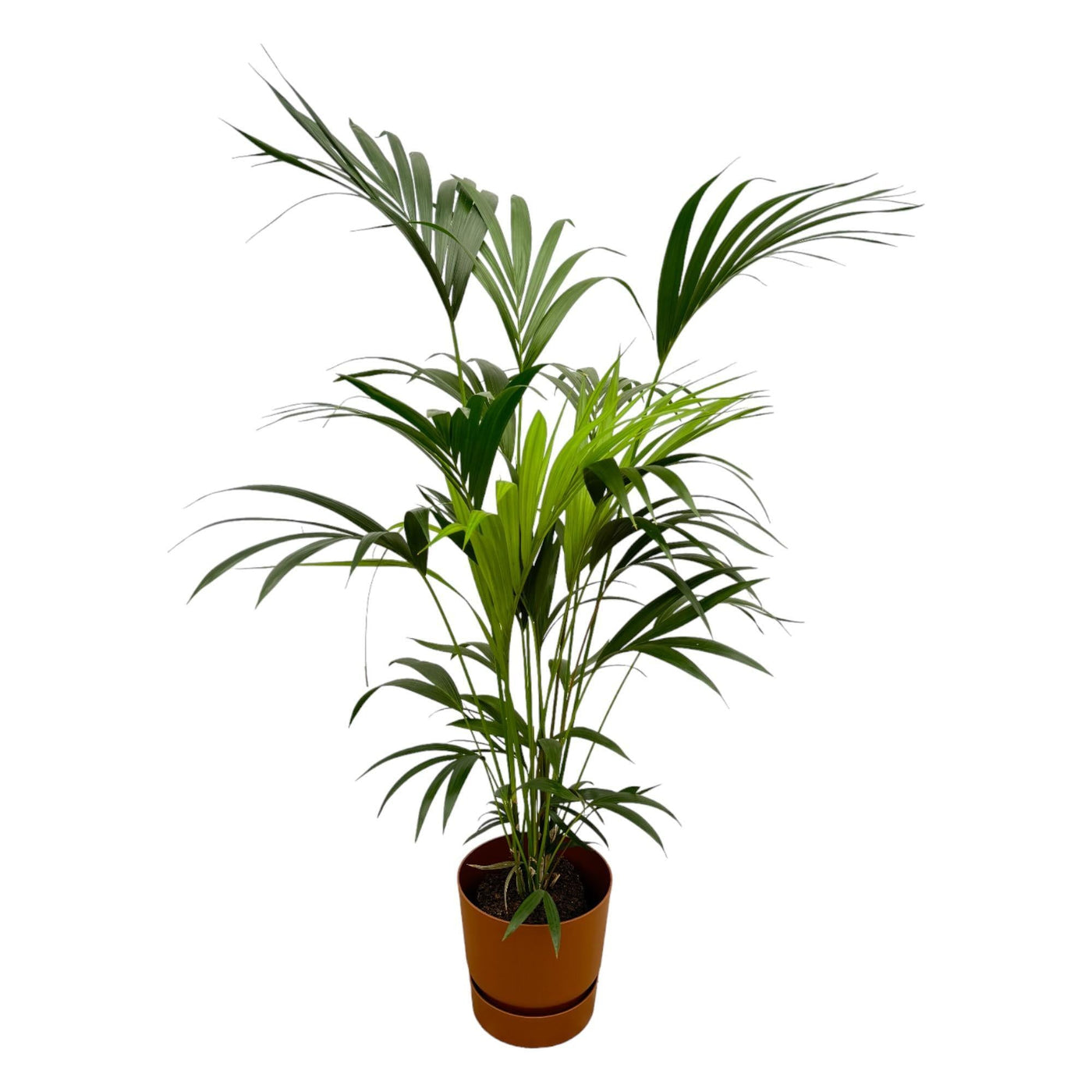 Kentia-Palme inklusive Elho Greenville Rund braun – 160 cm – Ø24 - Kentiapalme