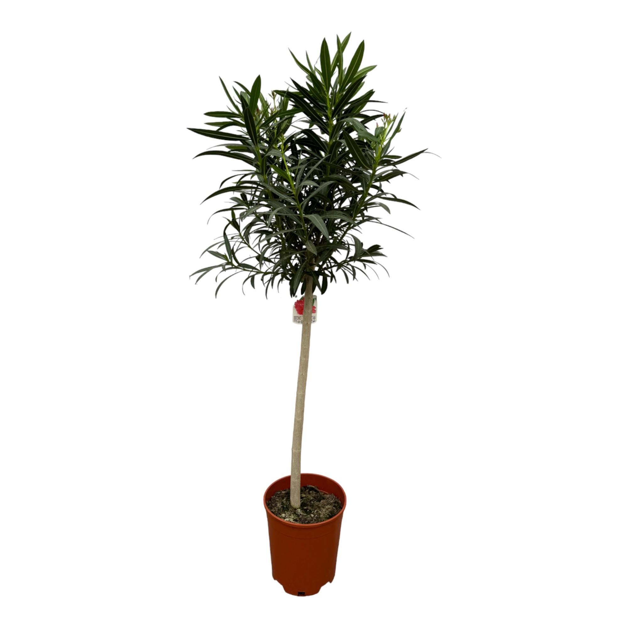 Nerium Oleander auf Stiel mit rosa Blüte – 190 cm – Ø31 cm