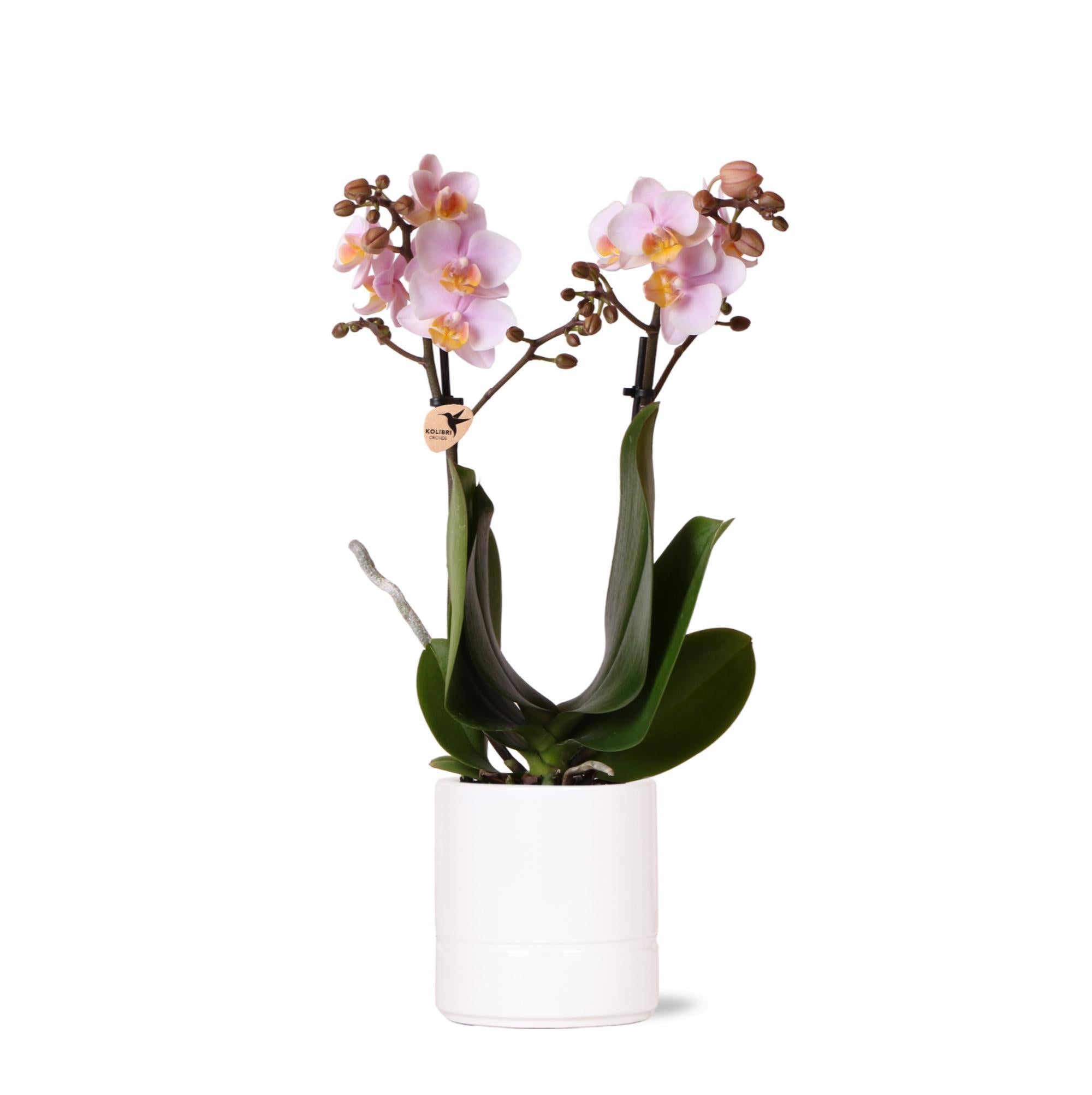 Kolibri-Orchideen | Rosa Phalaenopsis Orchidee - Andorra + Pastelltopf