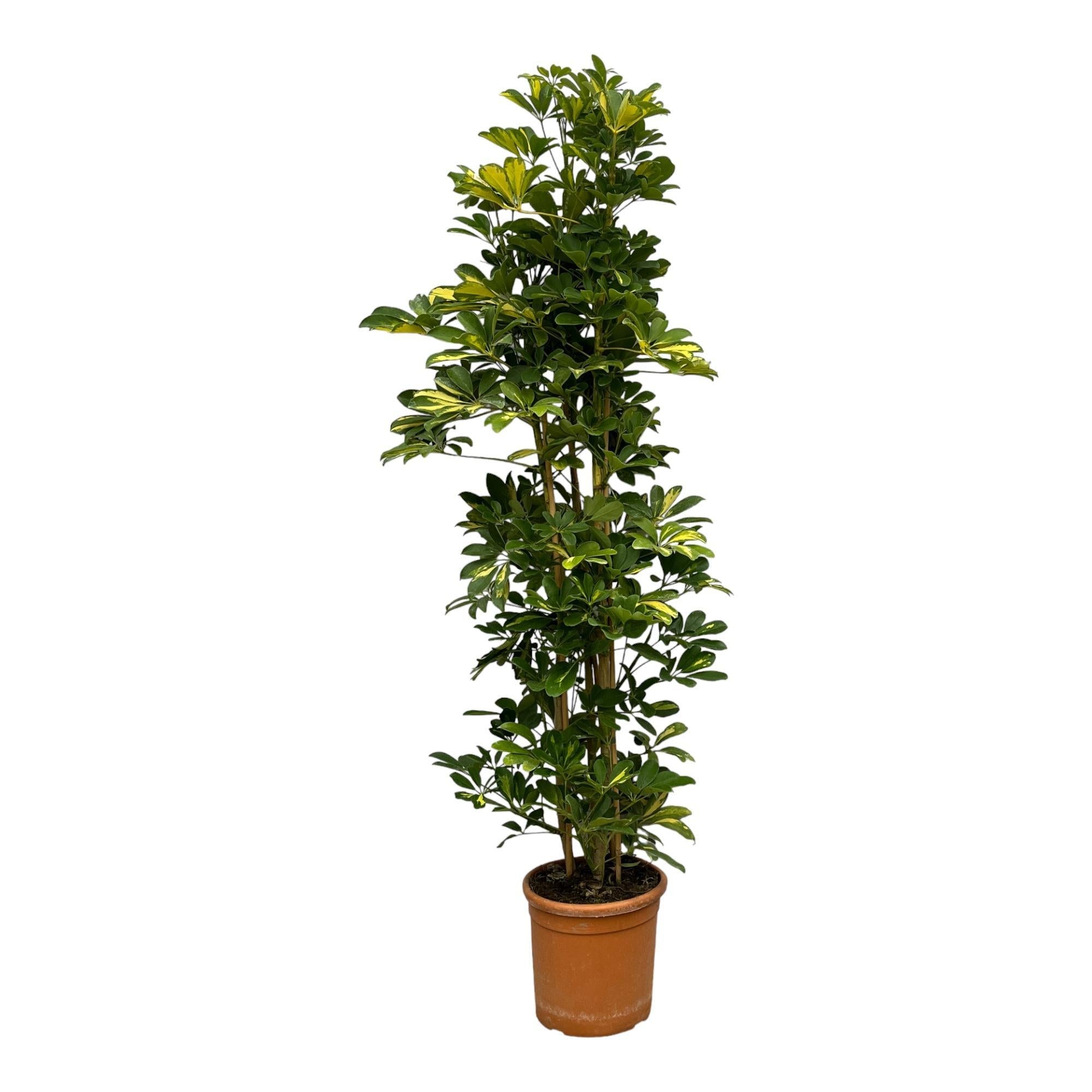 Schefflera Gold Capella-Strauch – 160 cm – Ø30 cm