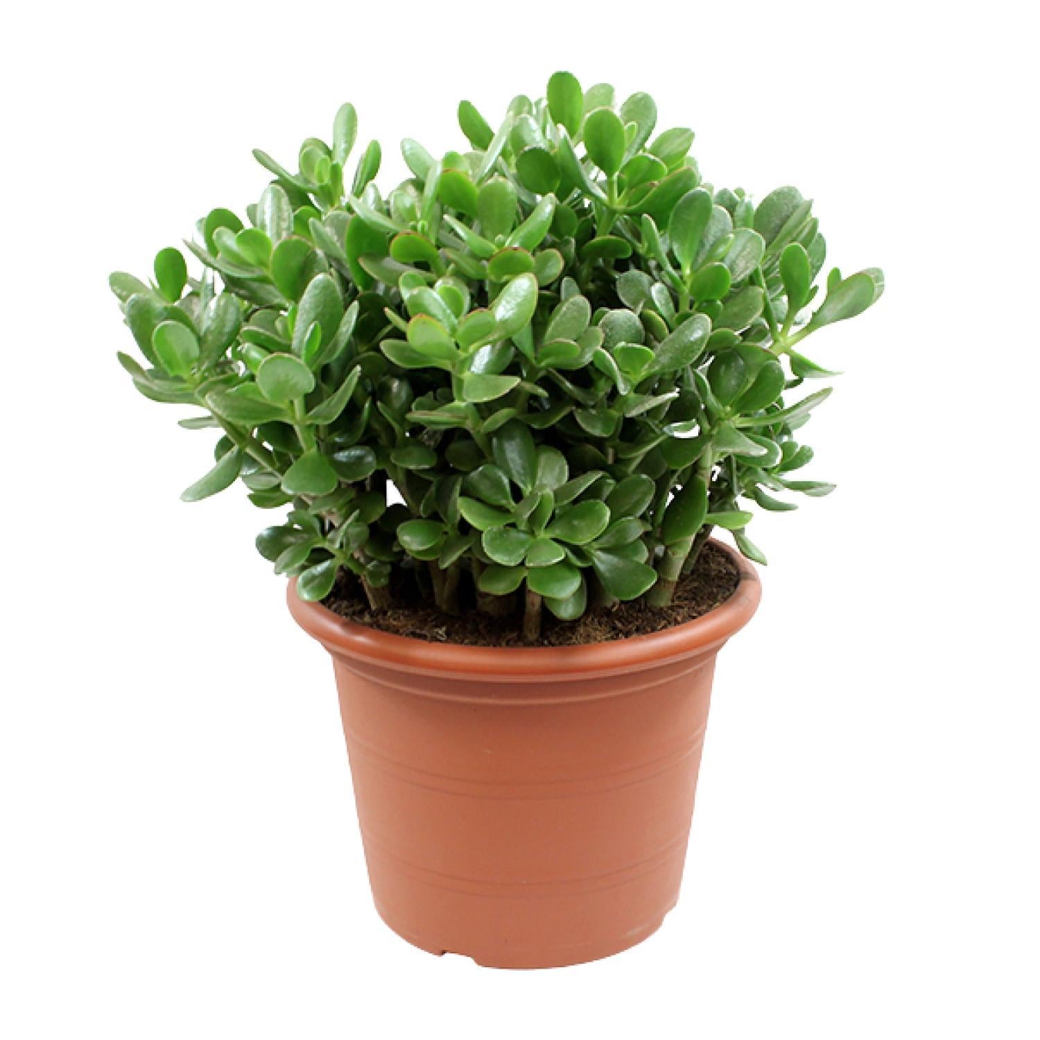 Crassula Ovata – Ø30cm – ↕50cm