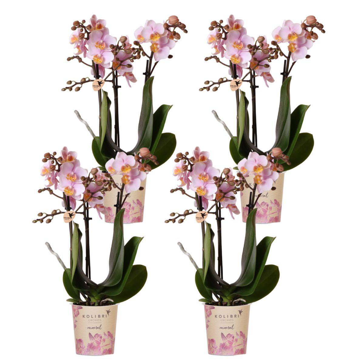 Kolibri-Orchideen | KOMBI-ANGEBOT mit 4 rosa Phalaenopsis-Orchideen -