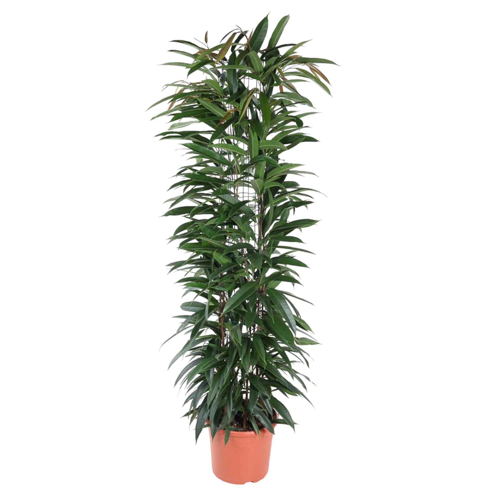 Ficus Alii King-Säule – 150 cm – ø29