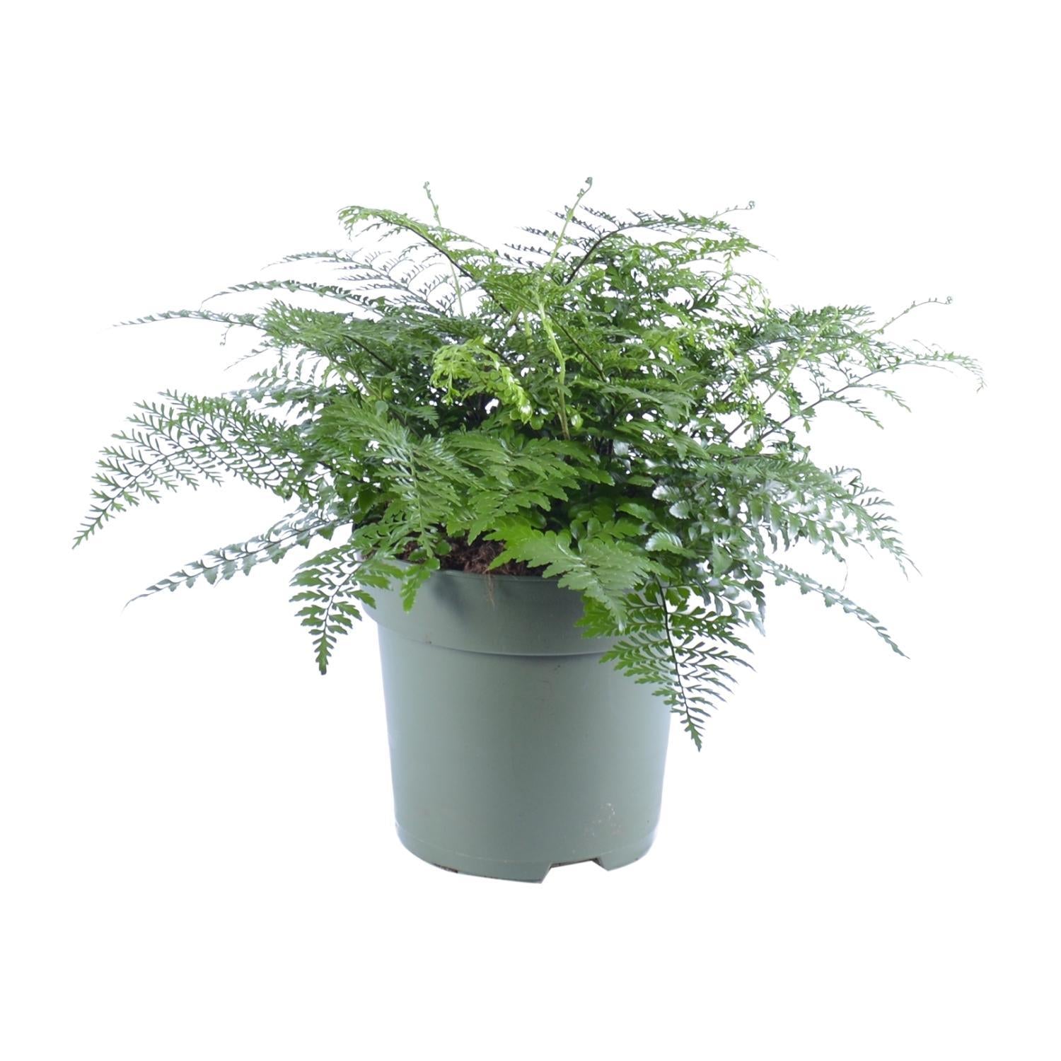 Asplenium Parvati - Ø27cm - ↕50cm