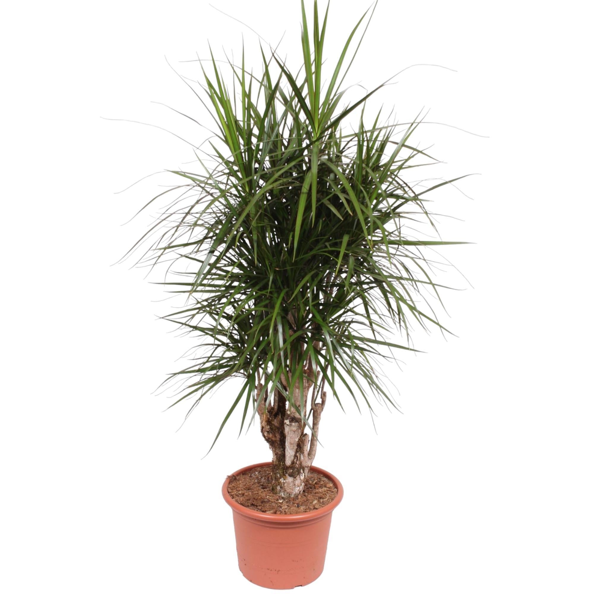 Dracaena Marginata verzweigt – 170 cm – ø40