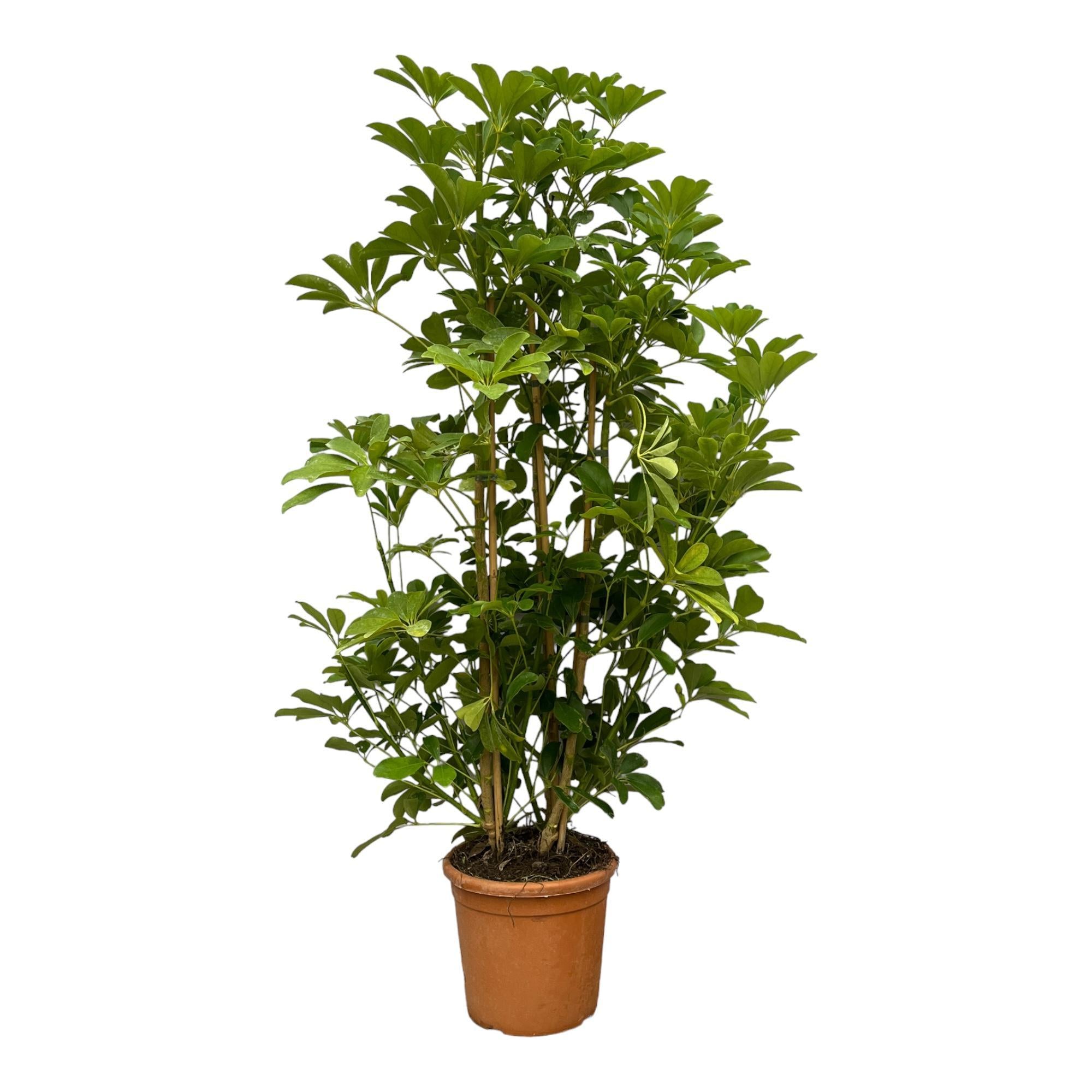 Schefflera Luseana - 140 cm - Ø30cm - Strahlenaralie