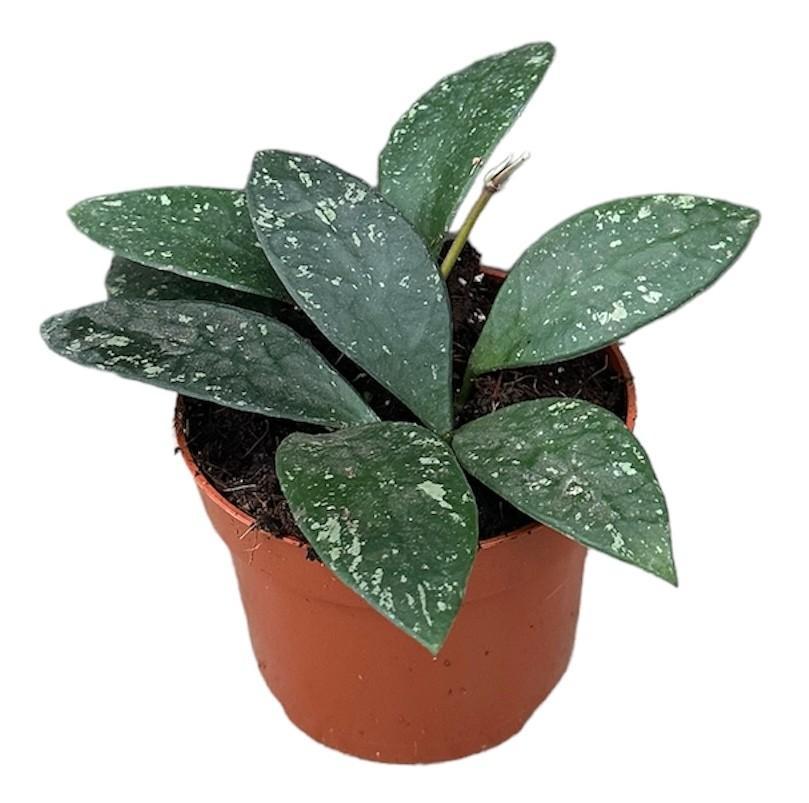 Hoya Rundumensis Splash – Ø10,5 cm – ↕cm