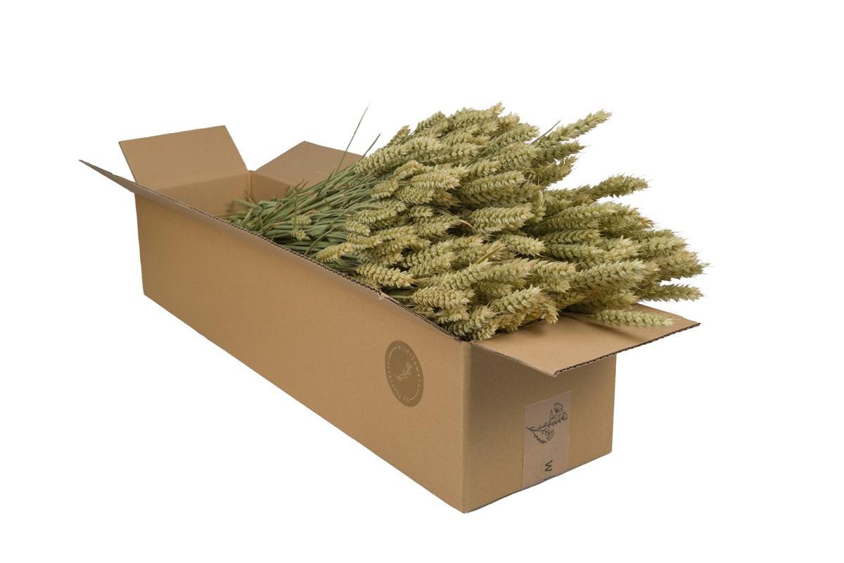 Getrocknete Blumen – Weizen (Triticum) – Natur – 4 Bündel – 60 cm