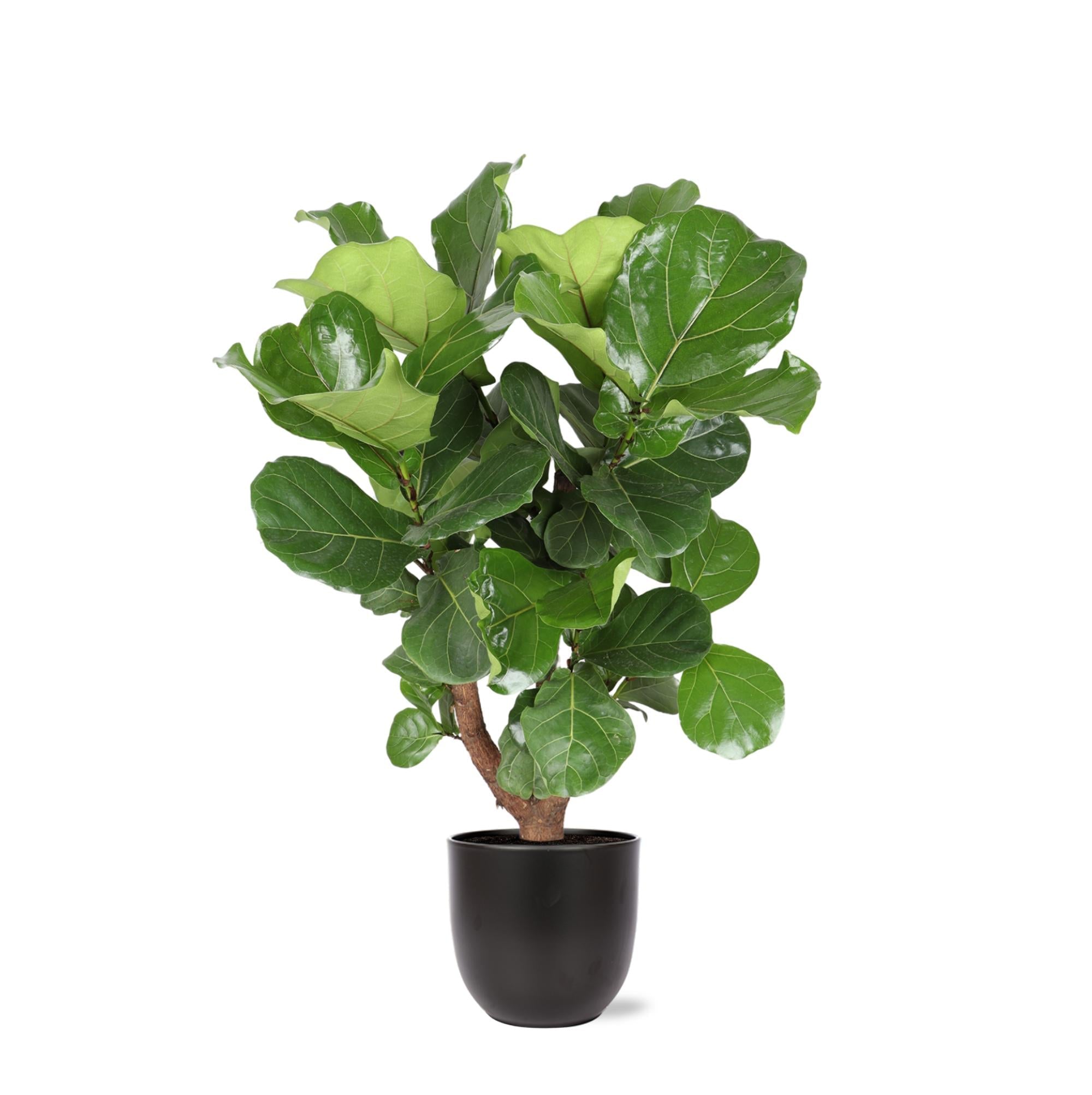 Ficus Lyrata (verzweigt) Ø24cm ↕110cm im Boule-ANTHRAZIT-Topf