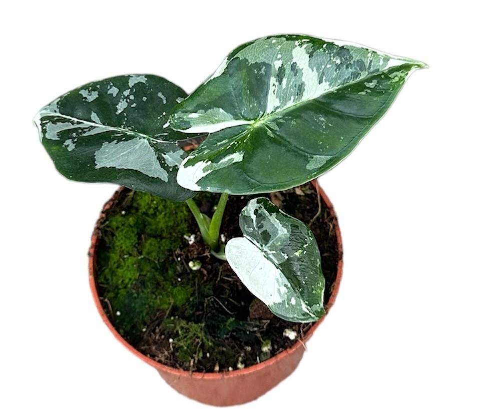 Alocasia Micholitziana Frydek - Ø10,5cm - ↕15cm