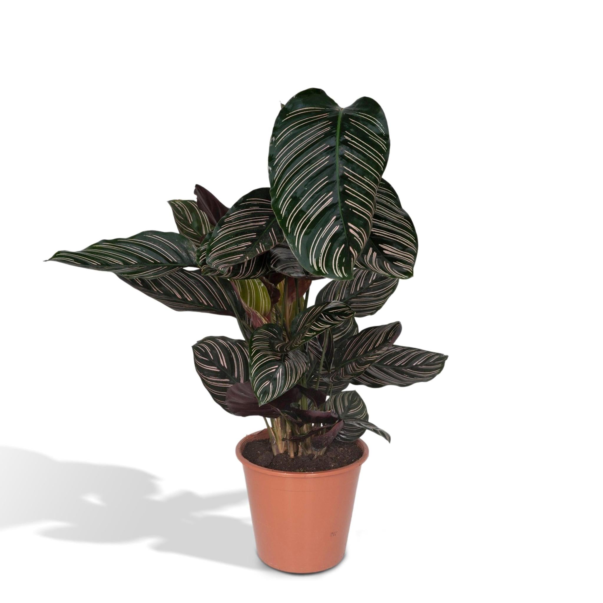 Calathea Ornata - Ø19 - ↨75cm - Korbmarante