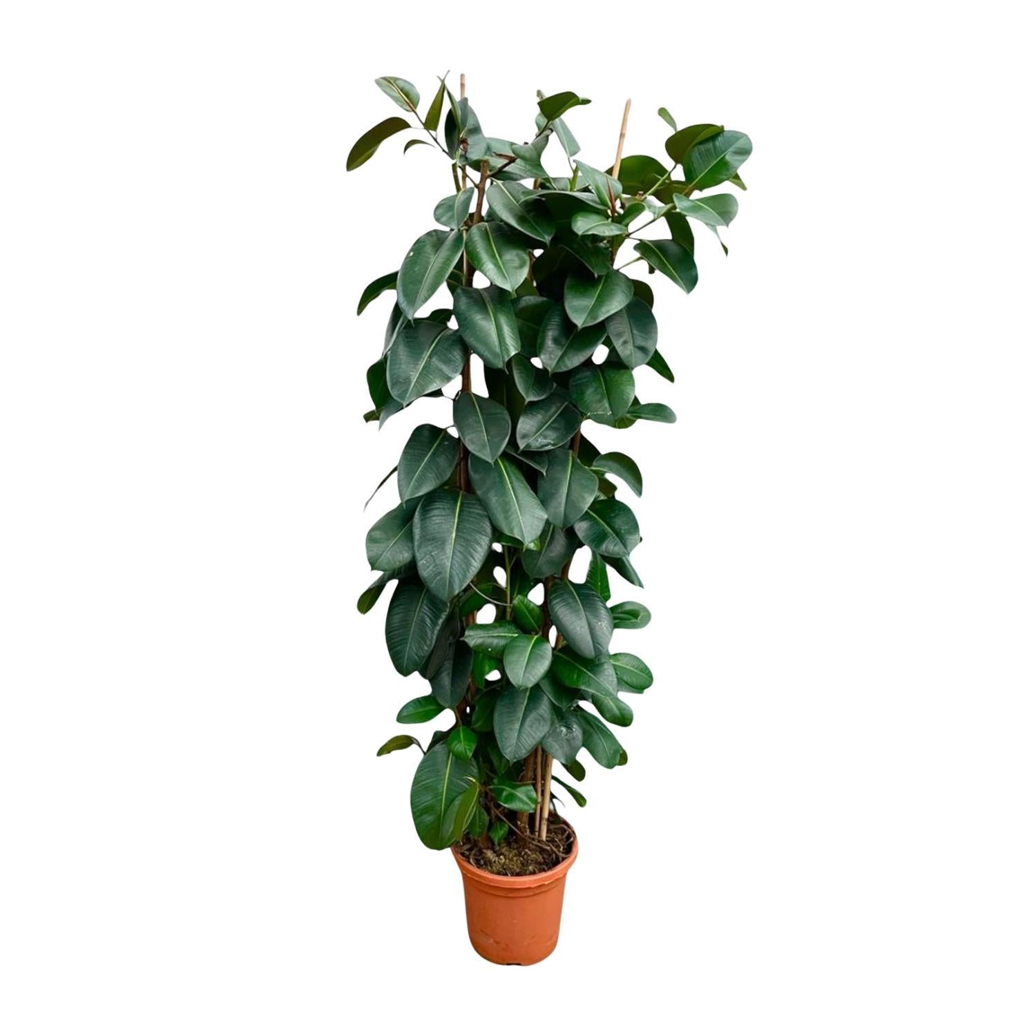 Ficus Elastica Robusta-Strauch – 225 cm – ø40