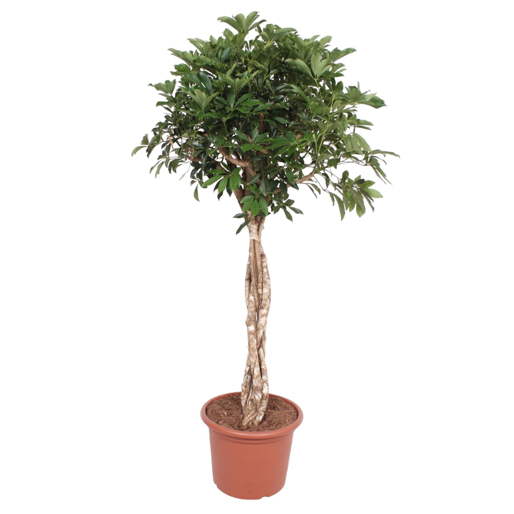 Schefflera Arboricola Compacta geflochtener Stamm – 180 cm – ø45