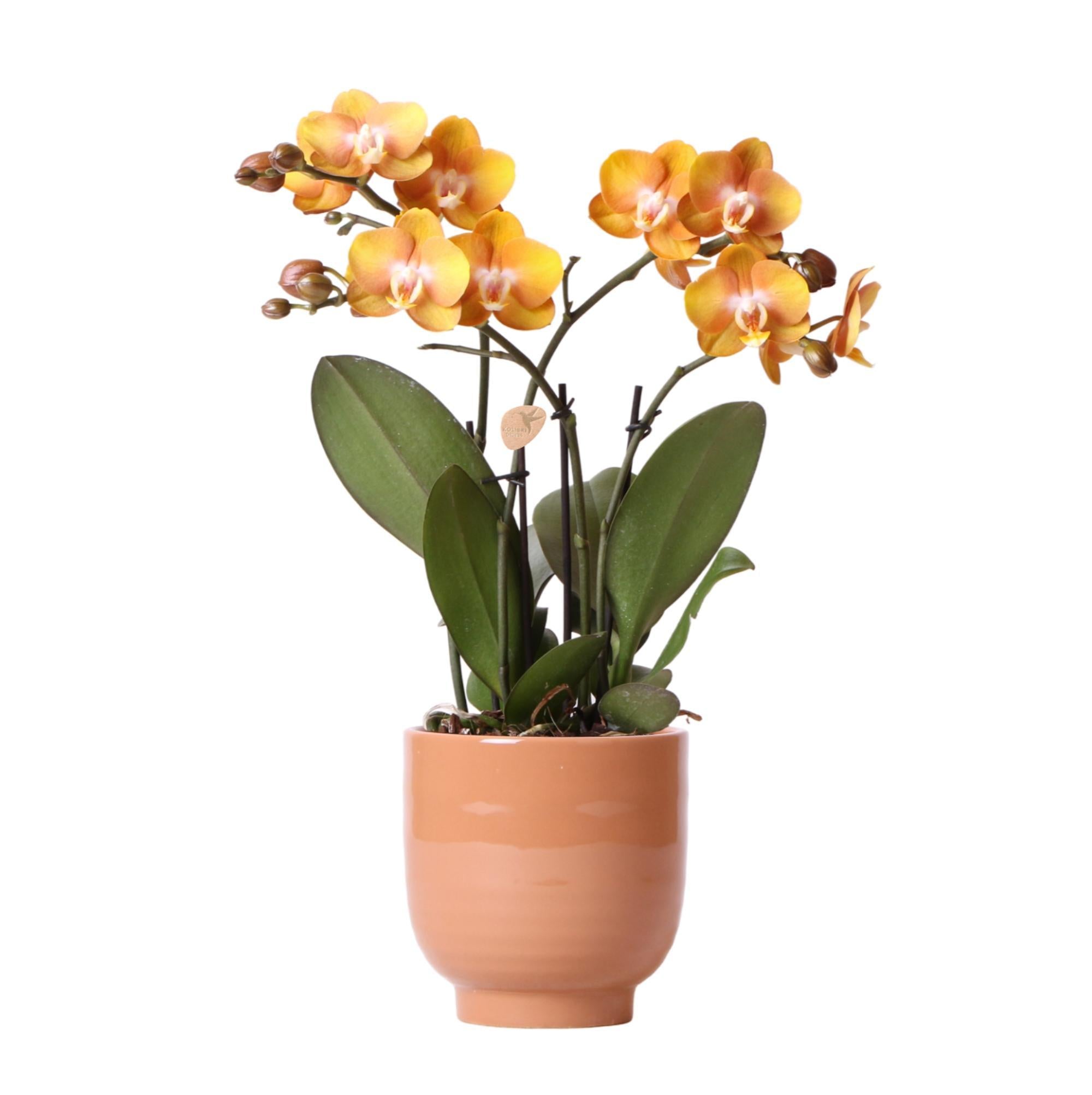 Kolibri-Orchideen | Orangefarbene Phalaenopsis-Orchidee Las Vegas im c