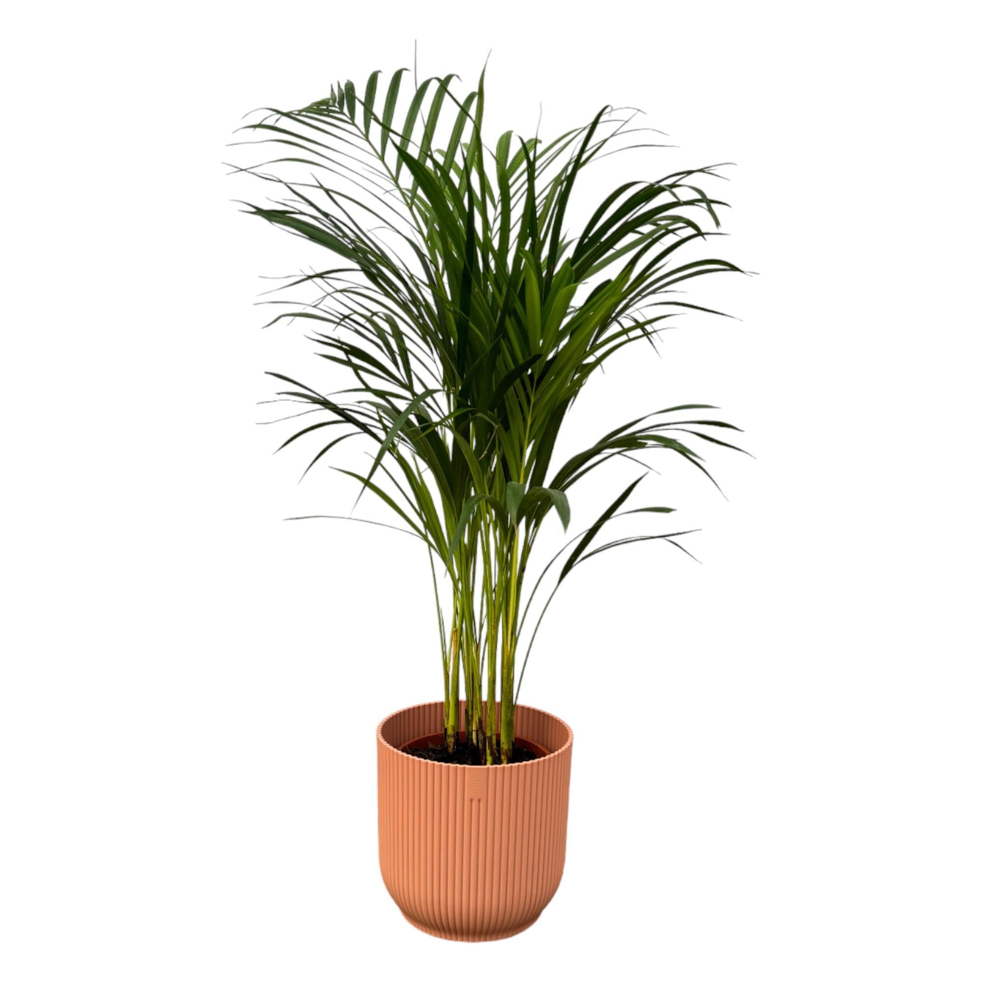 Areca-Palme - ↨85cm - Ø19cm inkl. elho Vibes Fold Rosa D22- Goldfruchtpalme