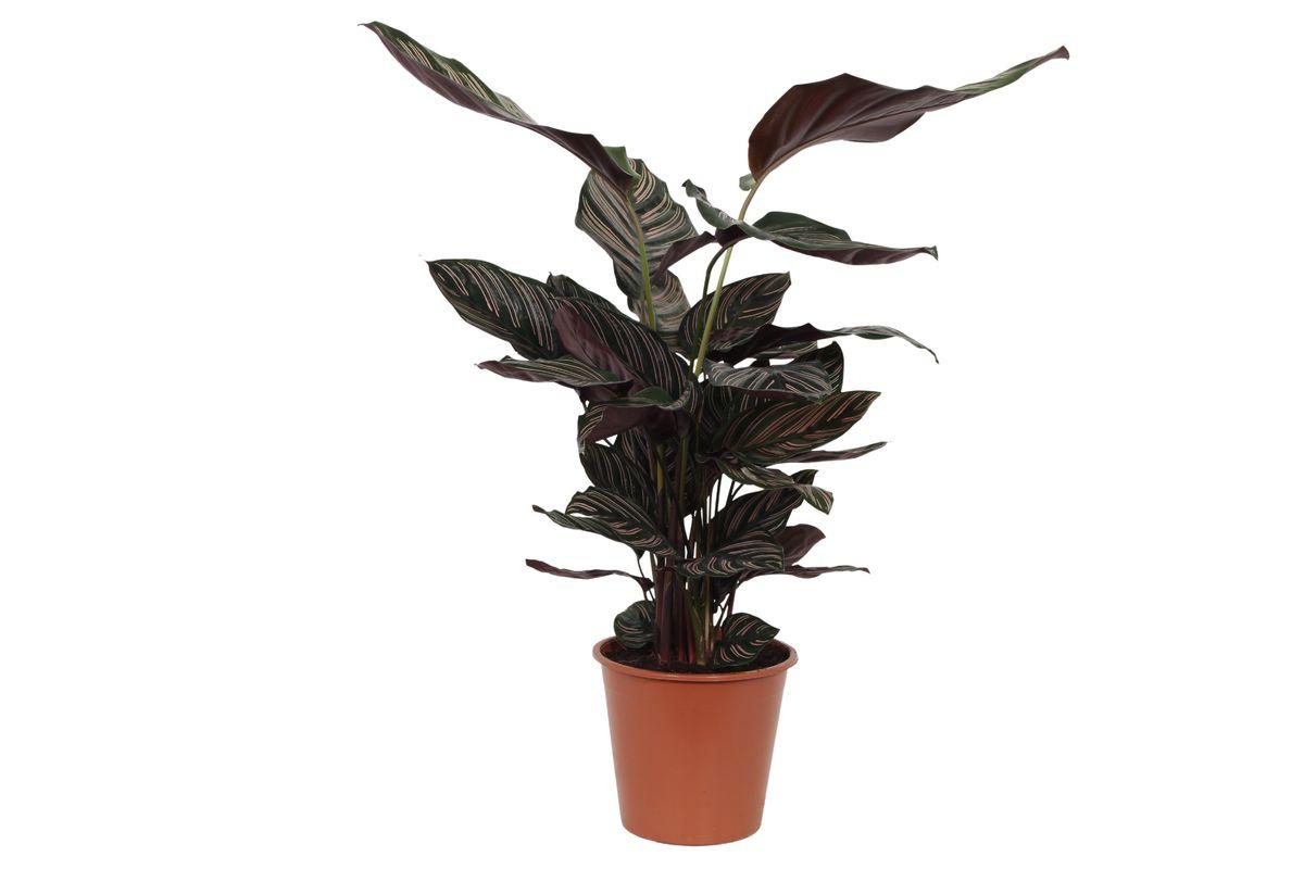 Calathea Sanderiana – 80 cm – Ø19 cm