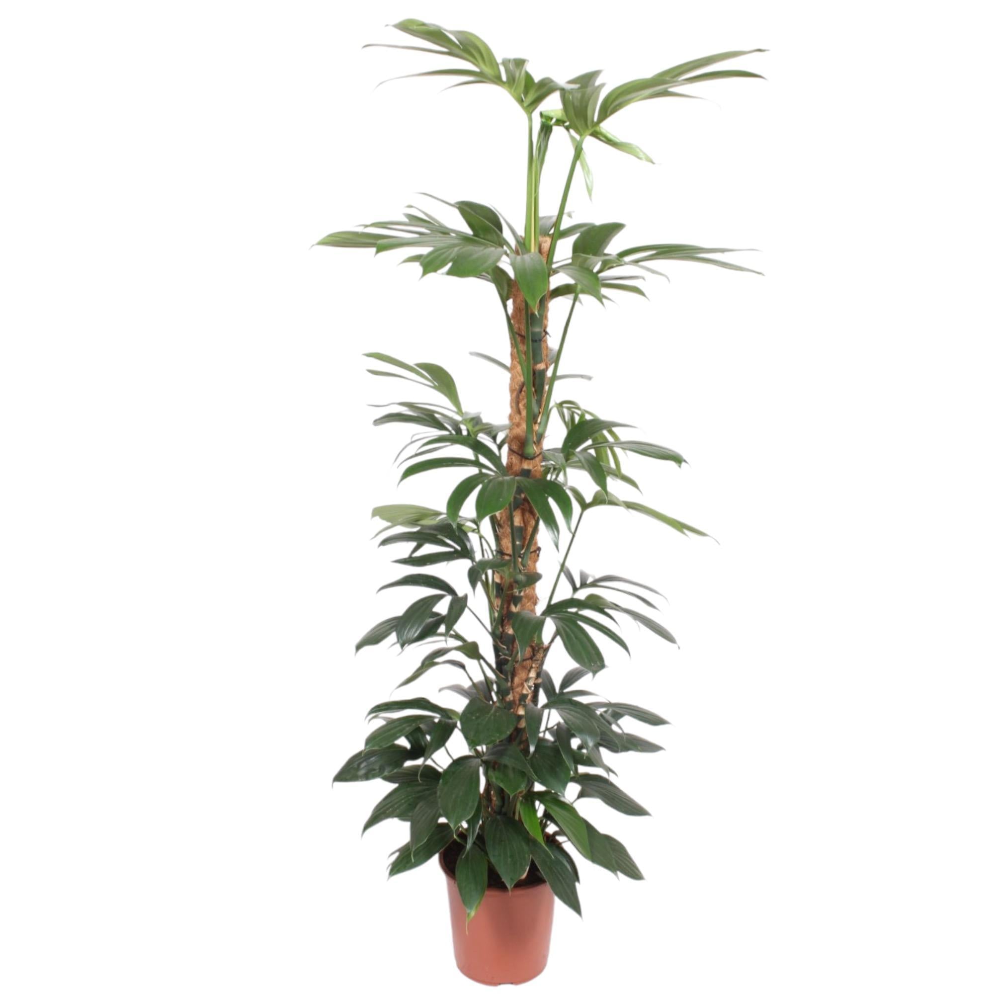 Philodendron Dragon Tail Moosstab – 150 cm – ø27