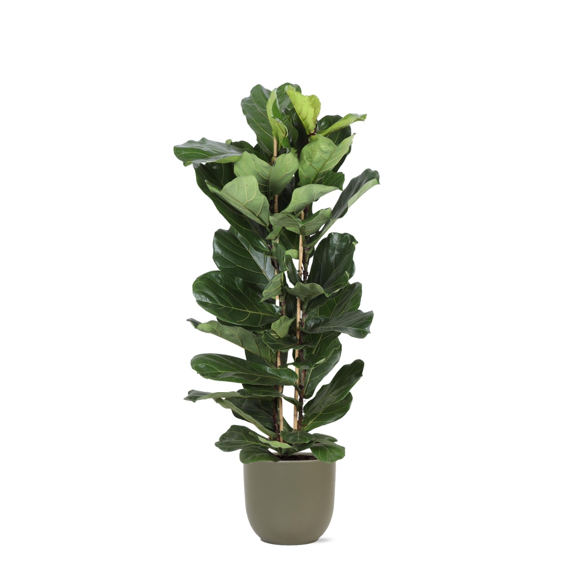 Ficus Lyrata Ø27cm ↕140cm im Boule OLIVE Topf