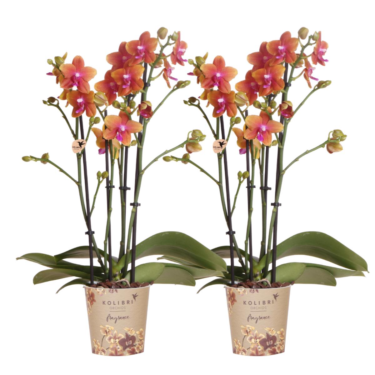 Kolibri-Orchideen I KOMBI ANGEBOT aus 2 orangefarbenen Phalaenopsis-Or