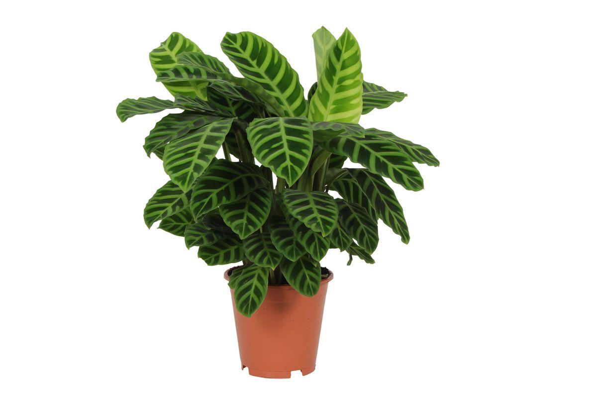 Calathea Zebrina – 80 cm – Ø19 cm