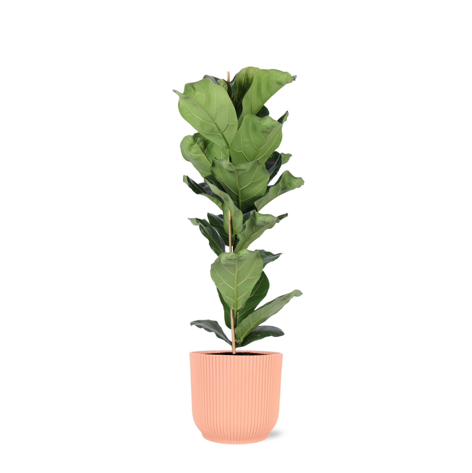 Ficus Lyrata – Ø21cm – ↕90cm im Vibes PINK Topf