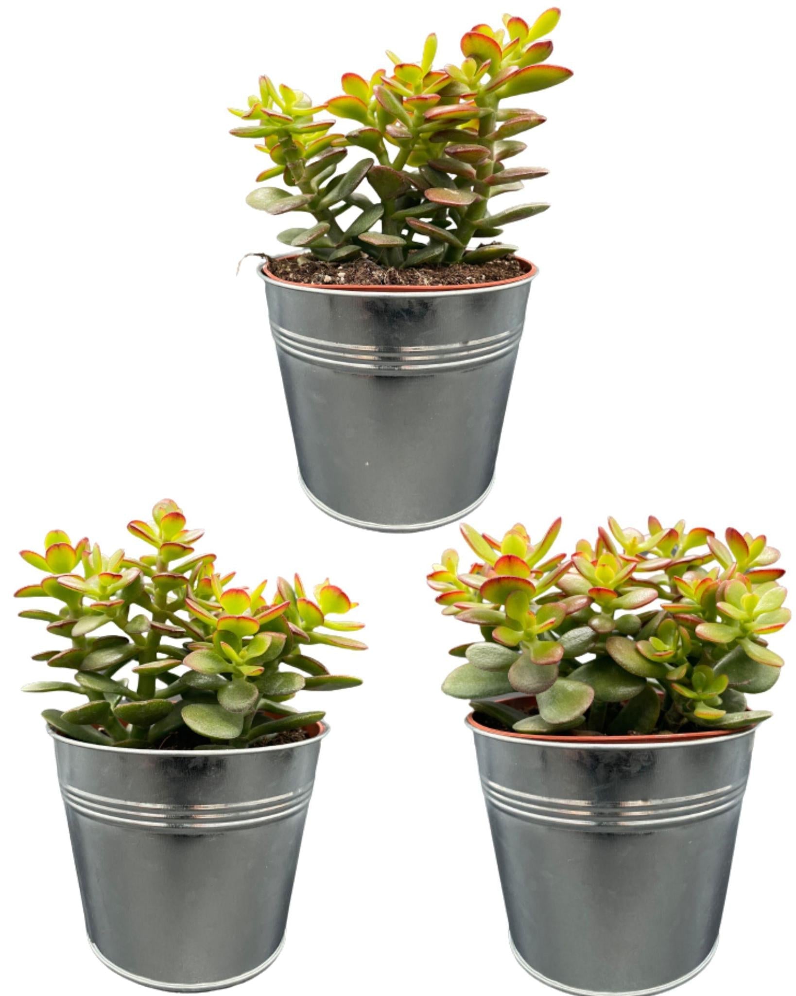 Sukkulenten – Crassula Minor – ↕15–20 cm (3 Stück) – Zink – Ø13 cm