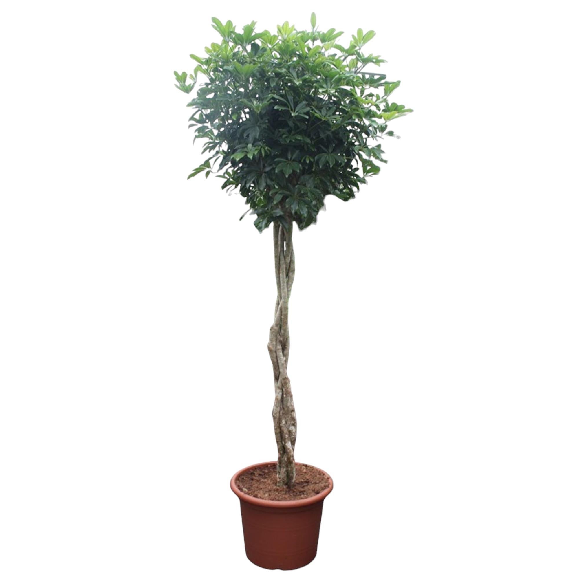 Schefflera Arboricola Compacta geflochtener Stamm – 250 cm – ø55