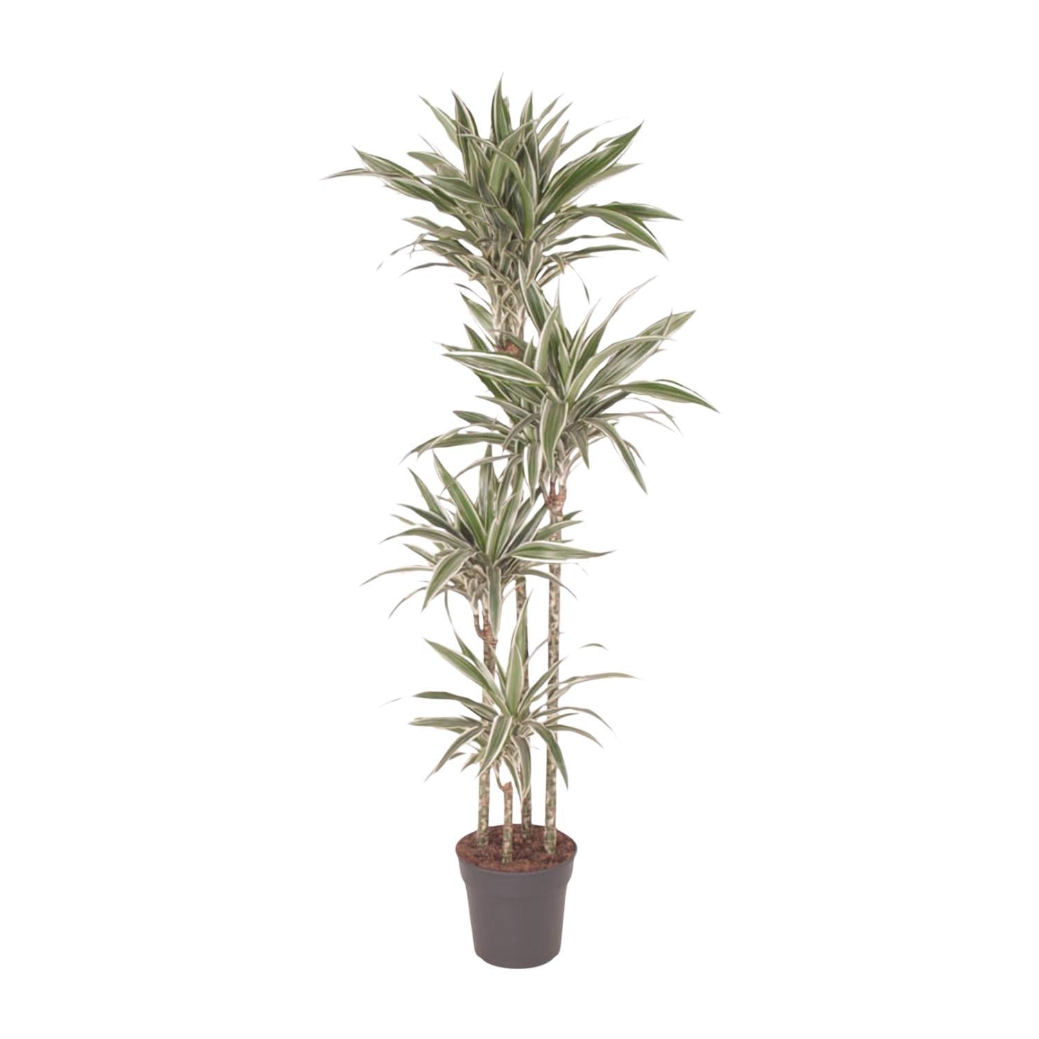 Dracaena White Stripe - 170 cm - ø27