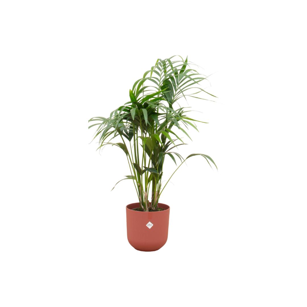 Kombi-Angebot – Kentia-Palme inklusive elho Jazz Round rot Ø26 – 130 c - Kentiapalme